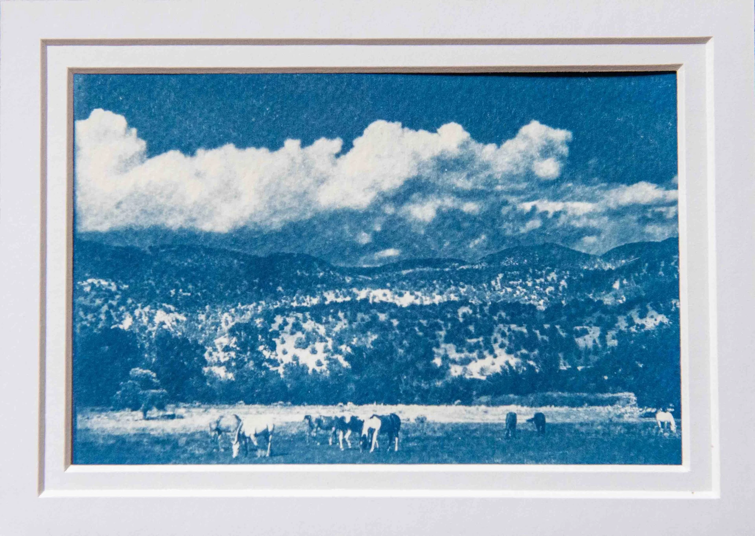 cyanotypes-24.jpg