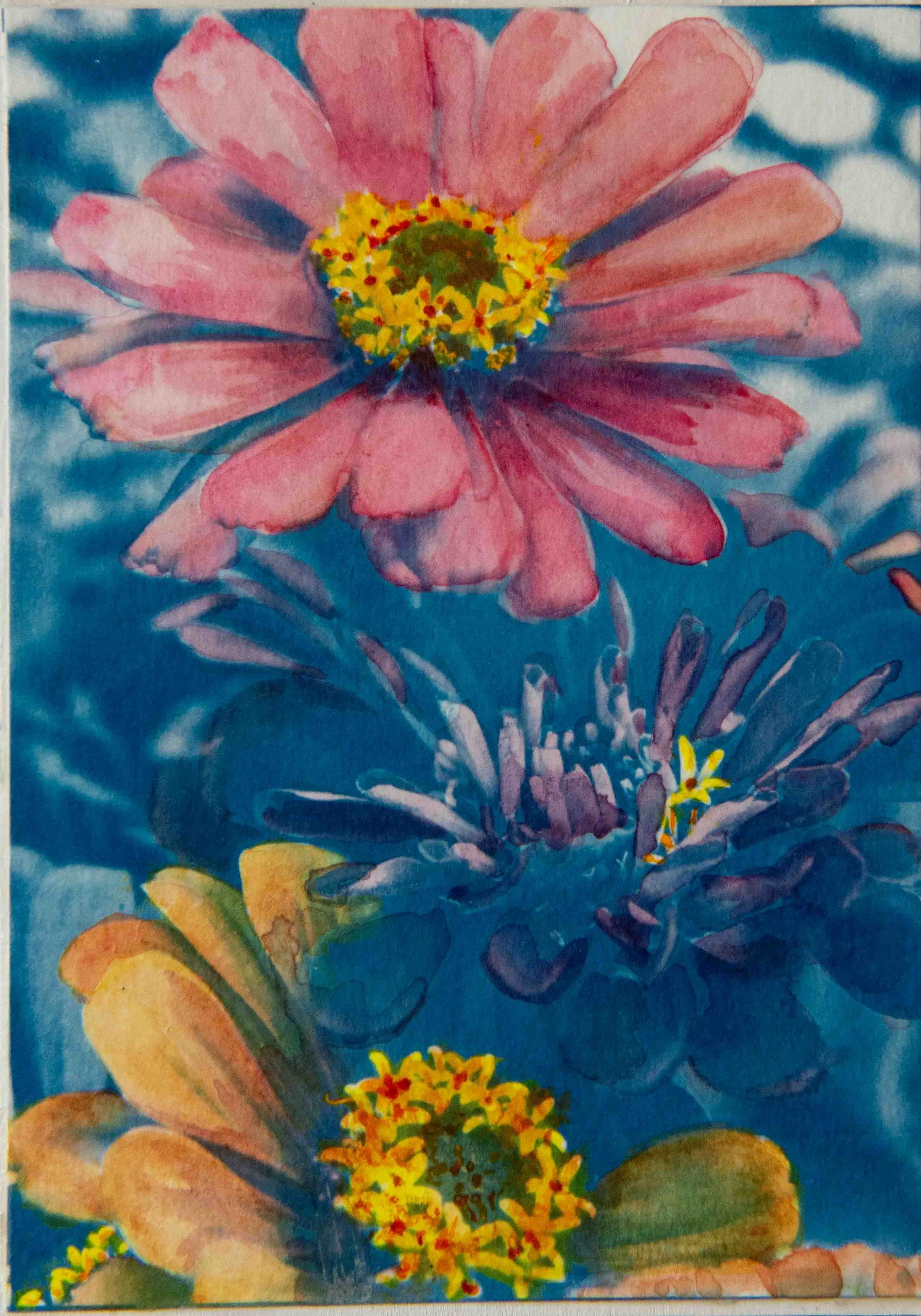cyanotypes-19.jpg