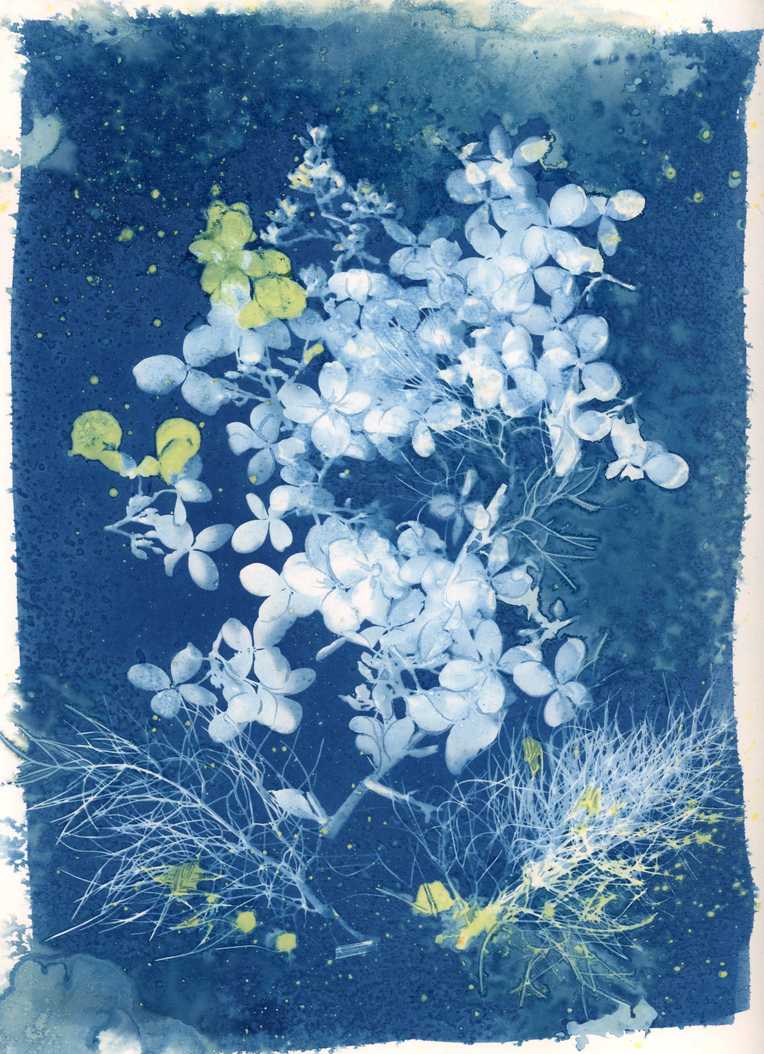 hydrangeas 3.jpg