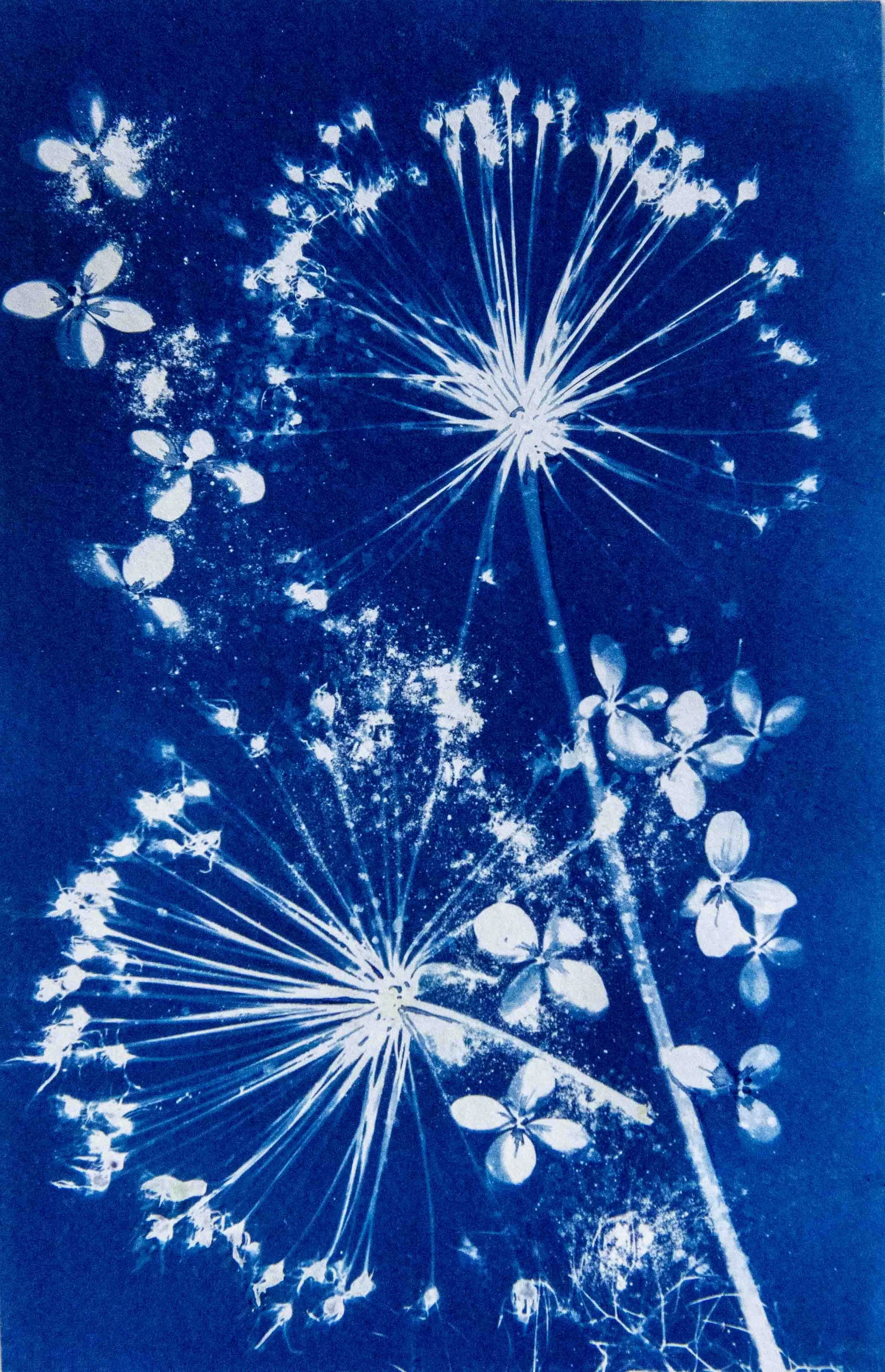 cyanotypes-28.jpg