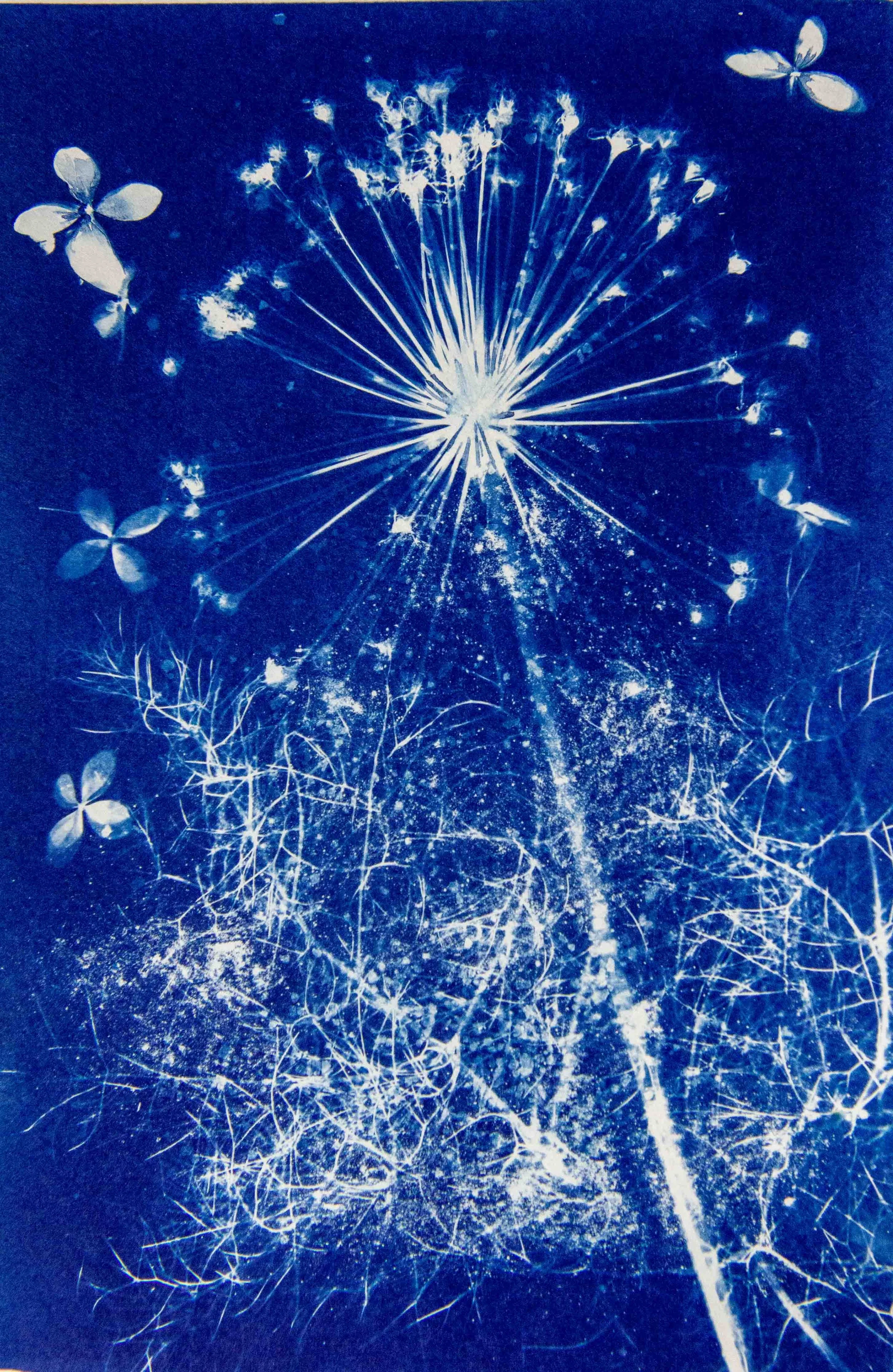 cyanotypes-26.jpg