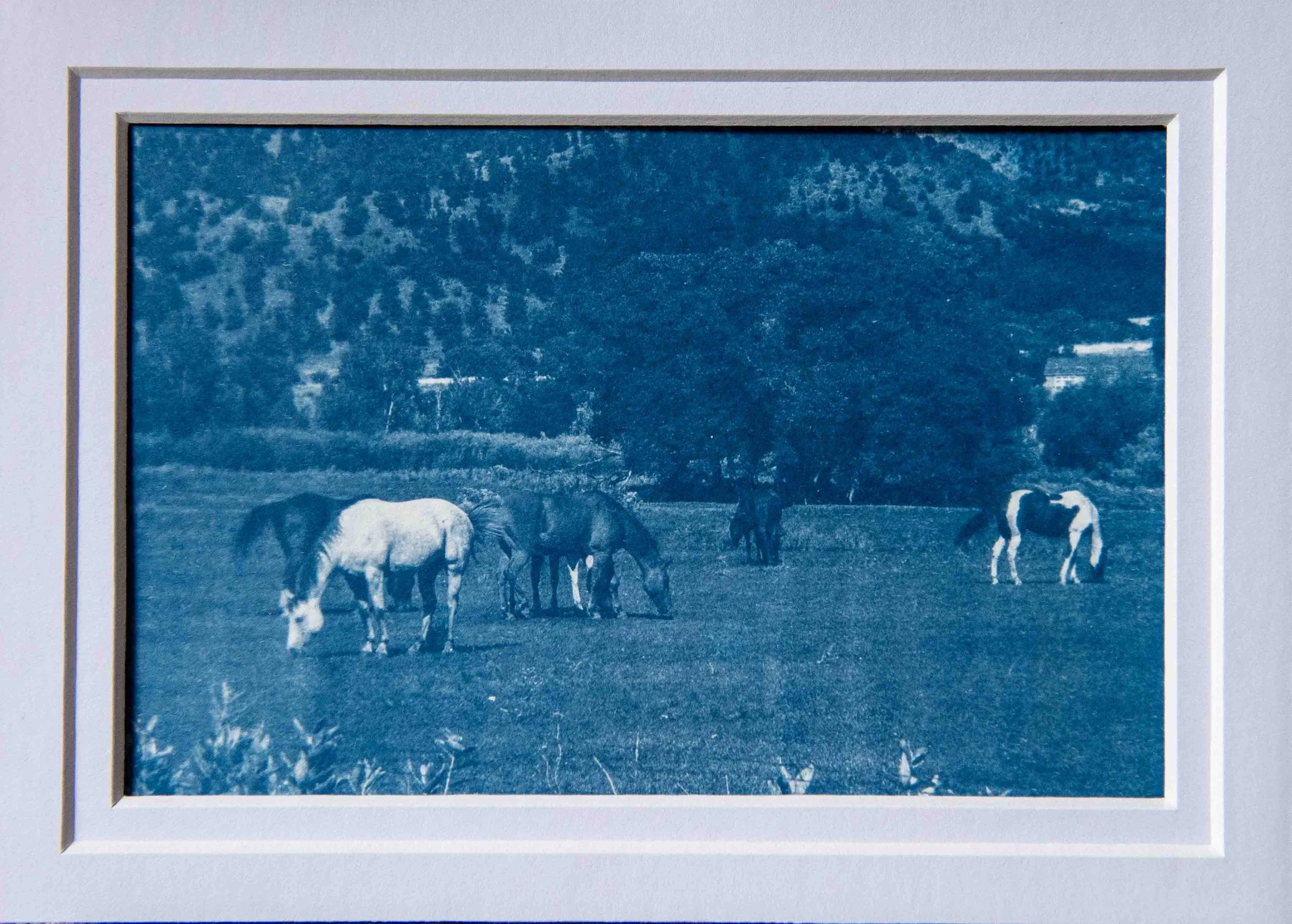 cyanotypes-25.jpg