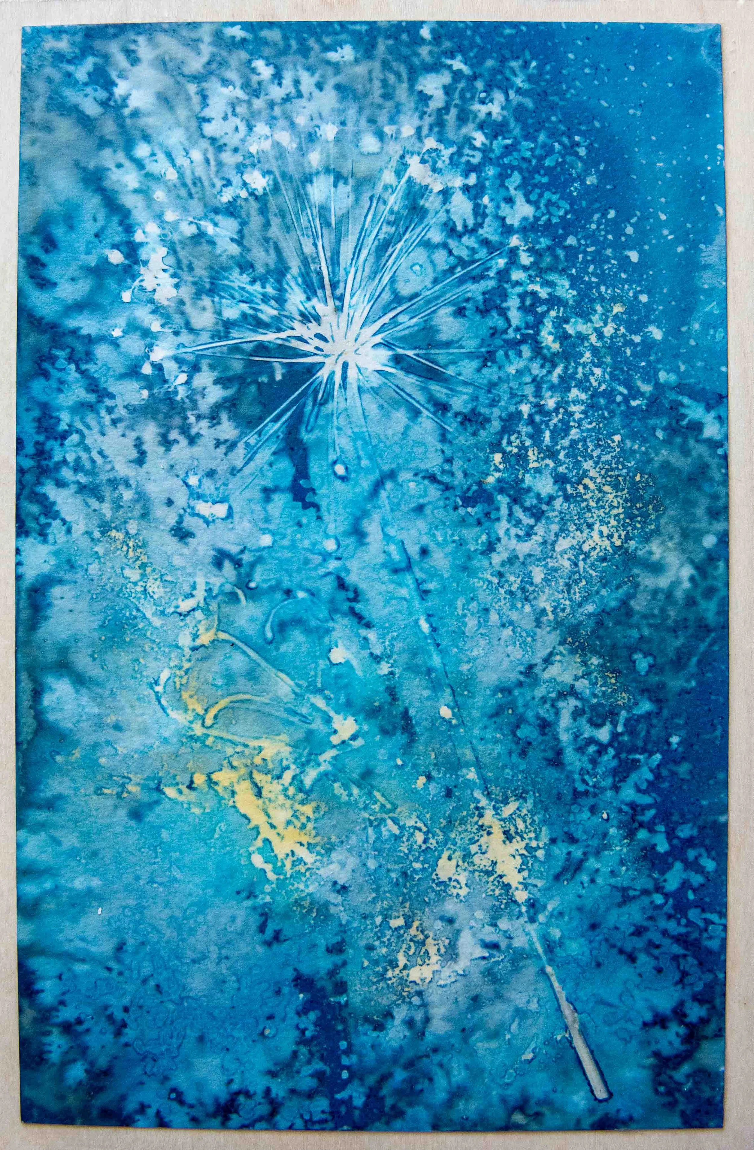 cyanotypes-11.jpg