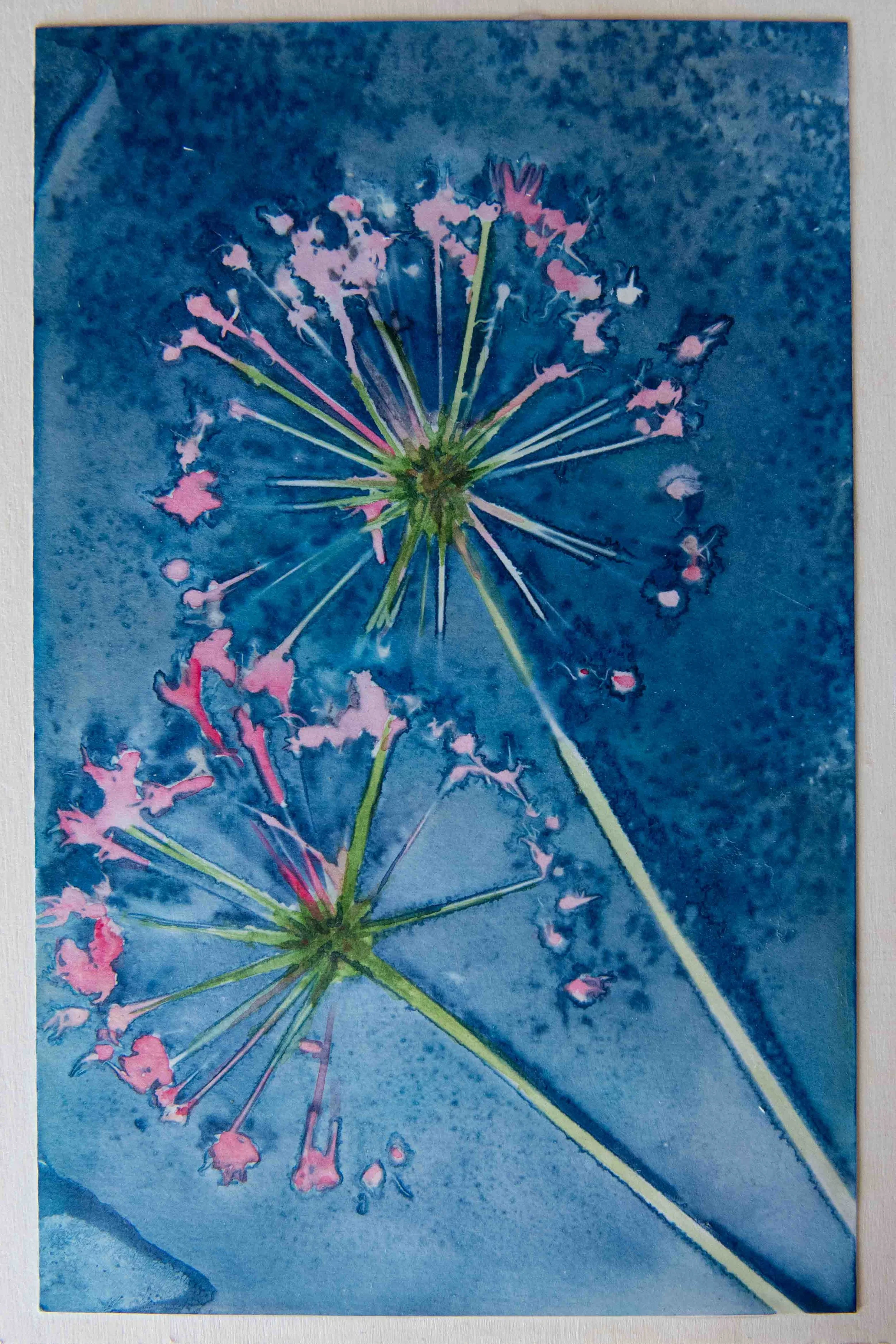 cyanotypes-7.jpg
