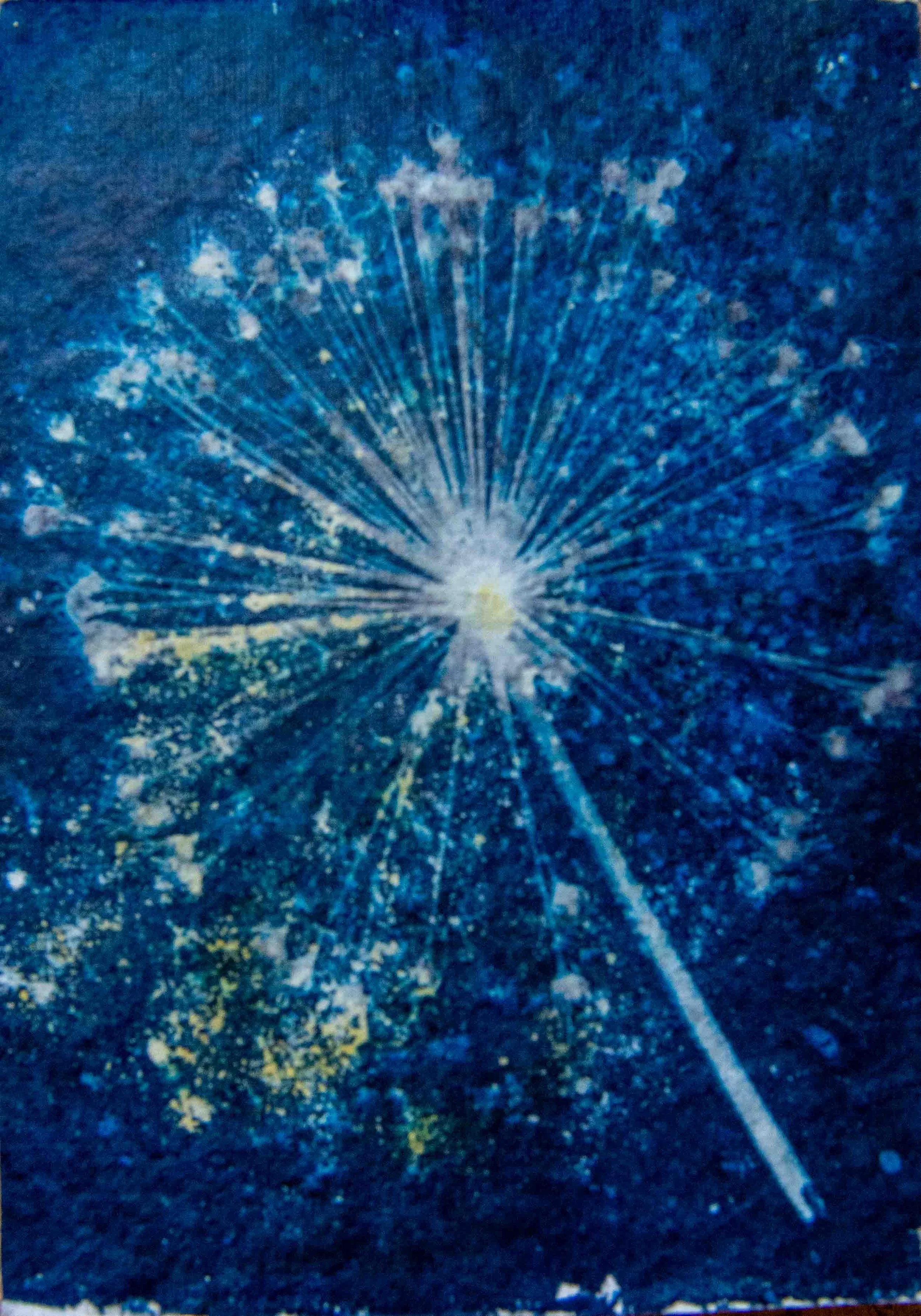 cyanotypes-14.jpg