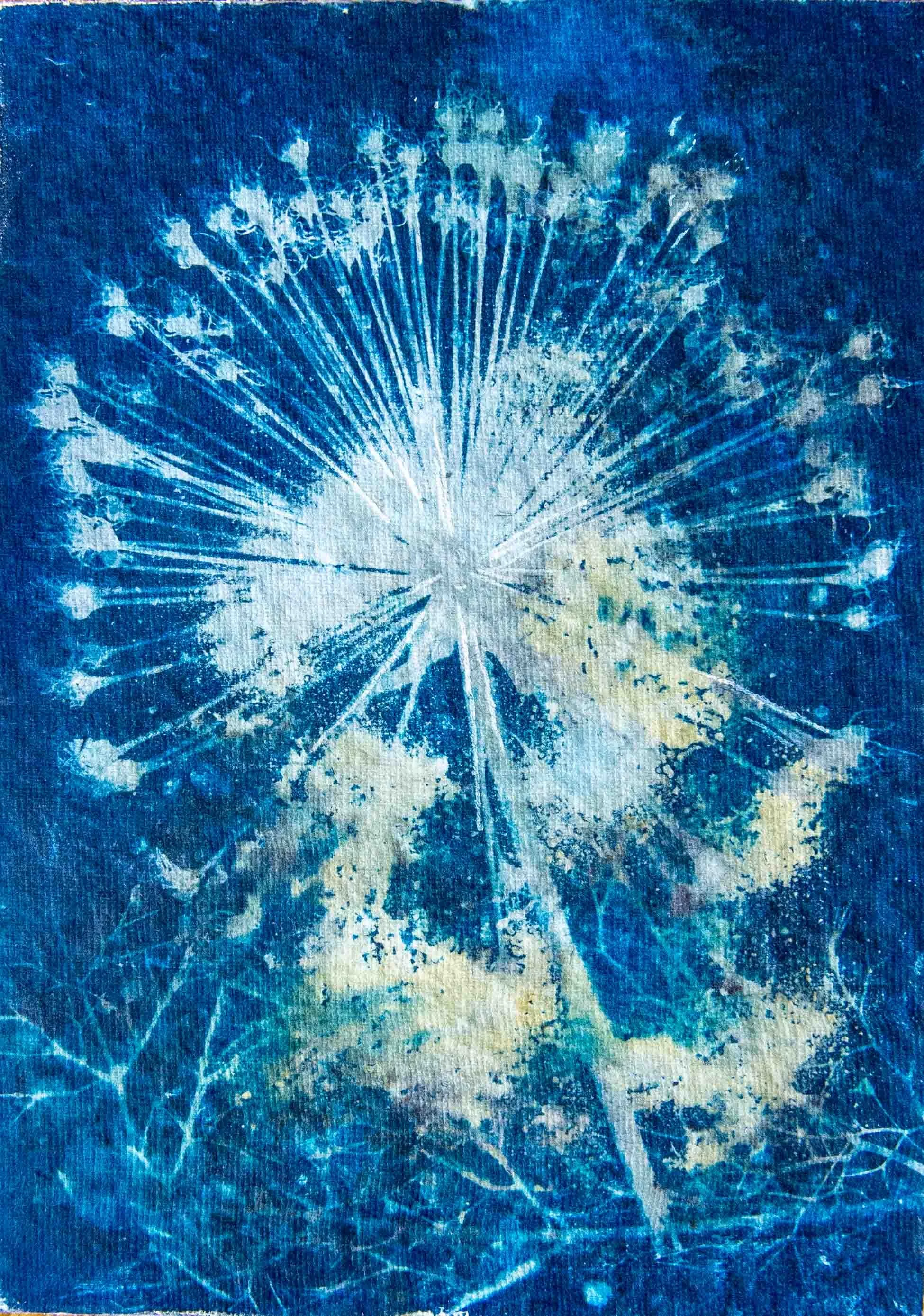 cyanotypes-16.jpg