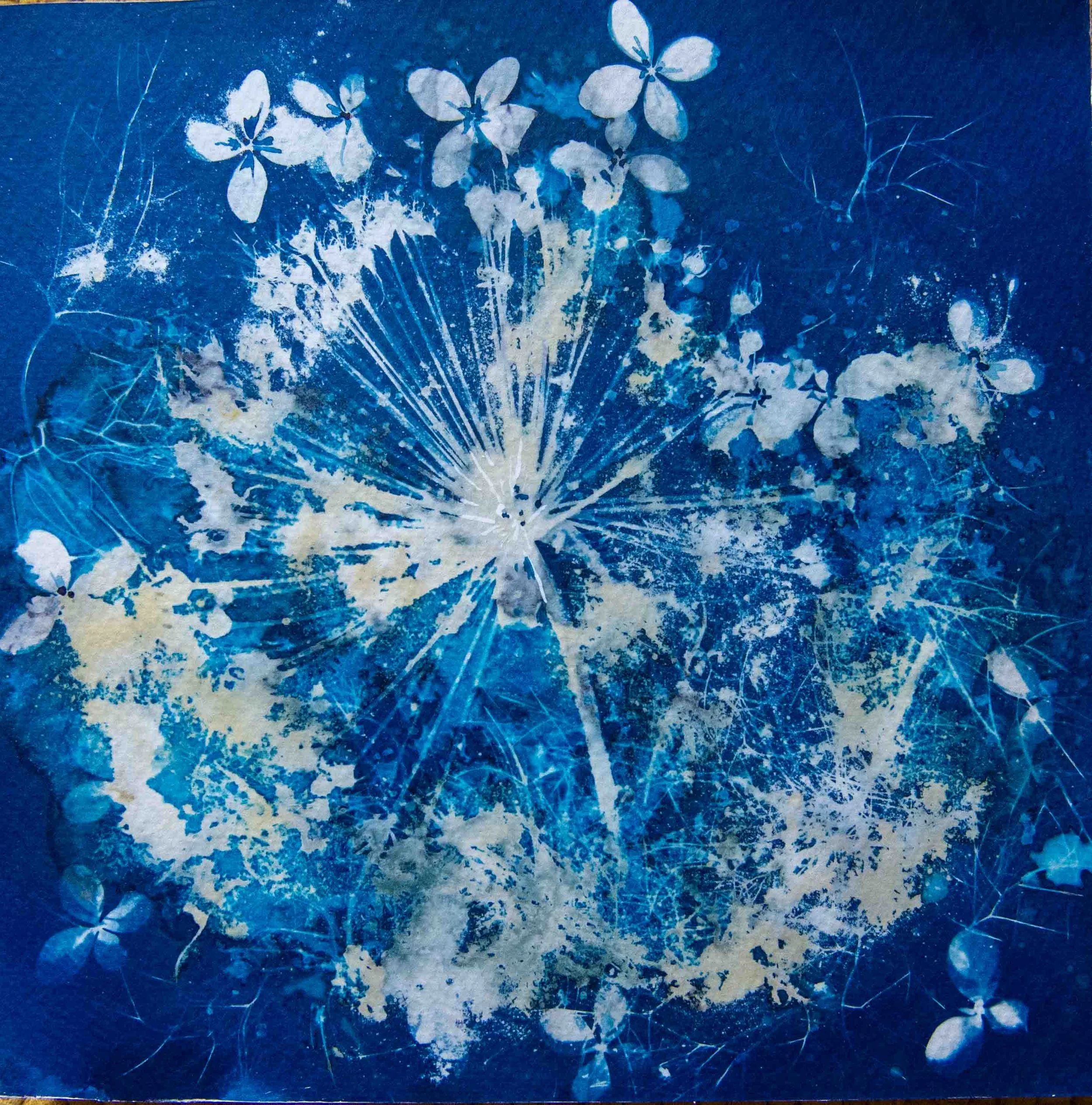 cyanotypes-15.jpg
