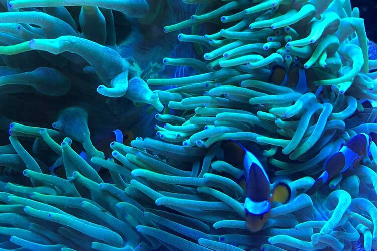 Making ocean science accessible to all 