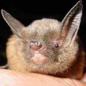 Short-tailed_bat_by_Colin_O%27Donnell.jpg