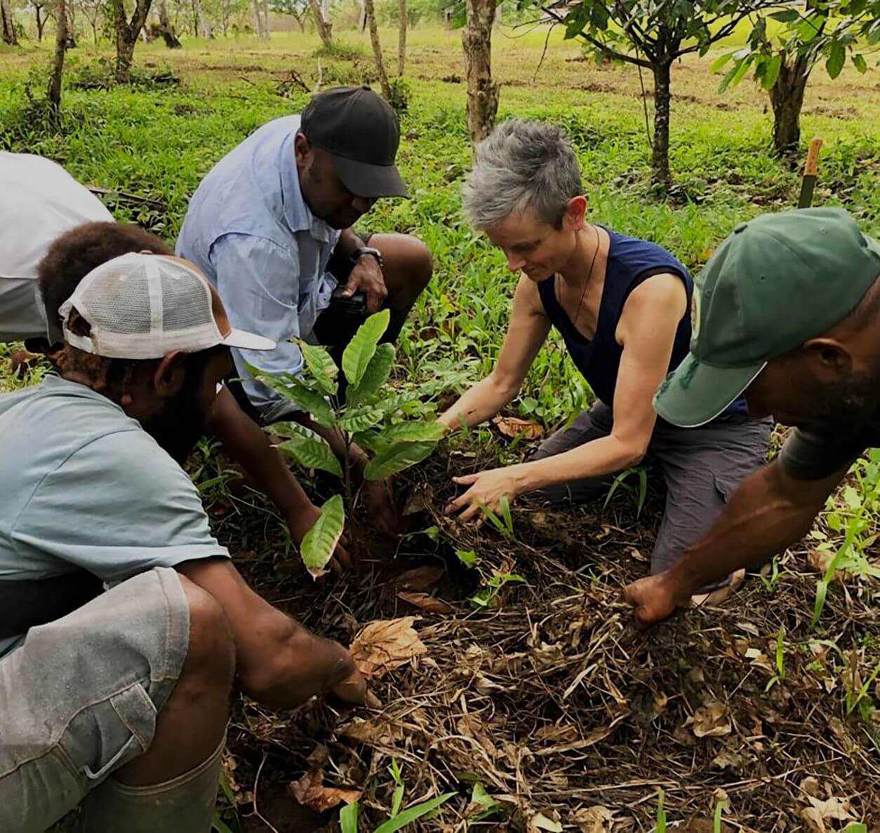 planting-cacao-tree.jpg