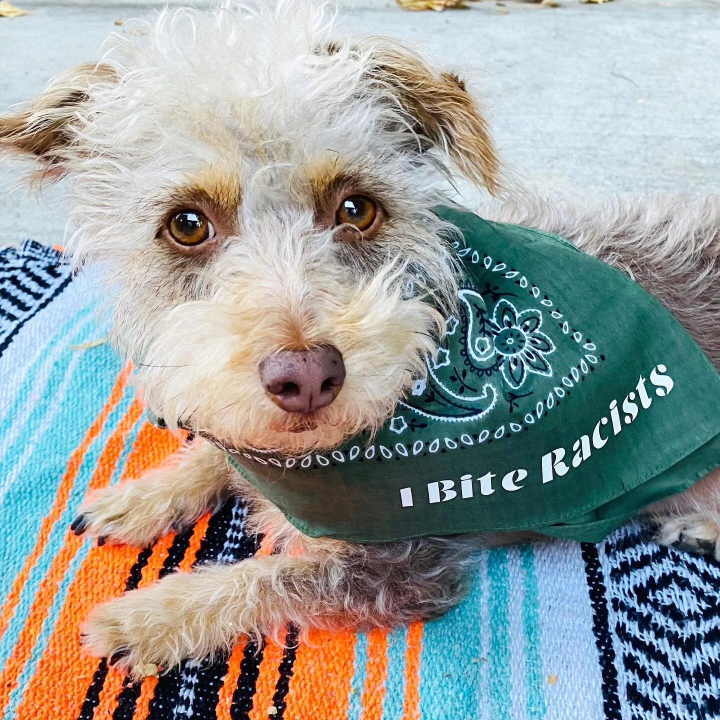 Beware 🔥🐾 Our baby means business. #vote