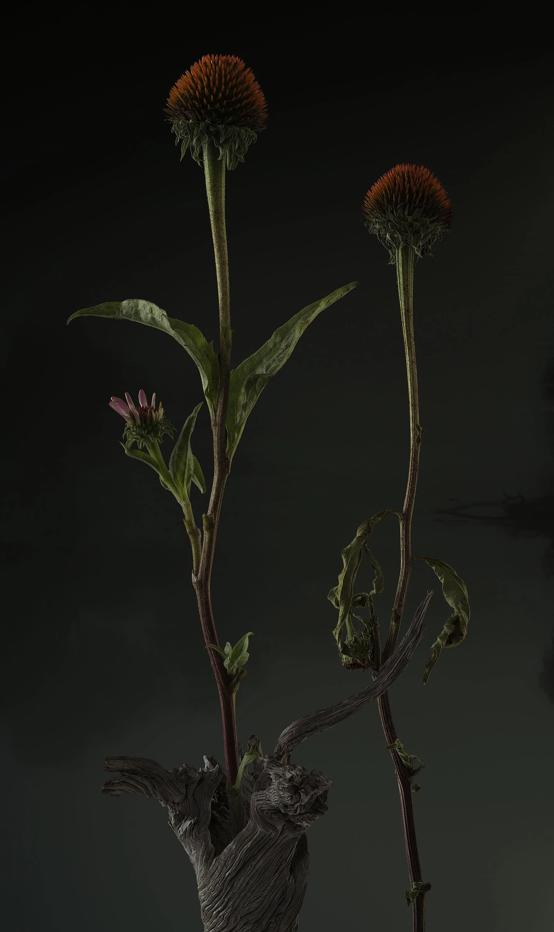 Domus Mea et Cor Meum 2.2.jpg