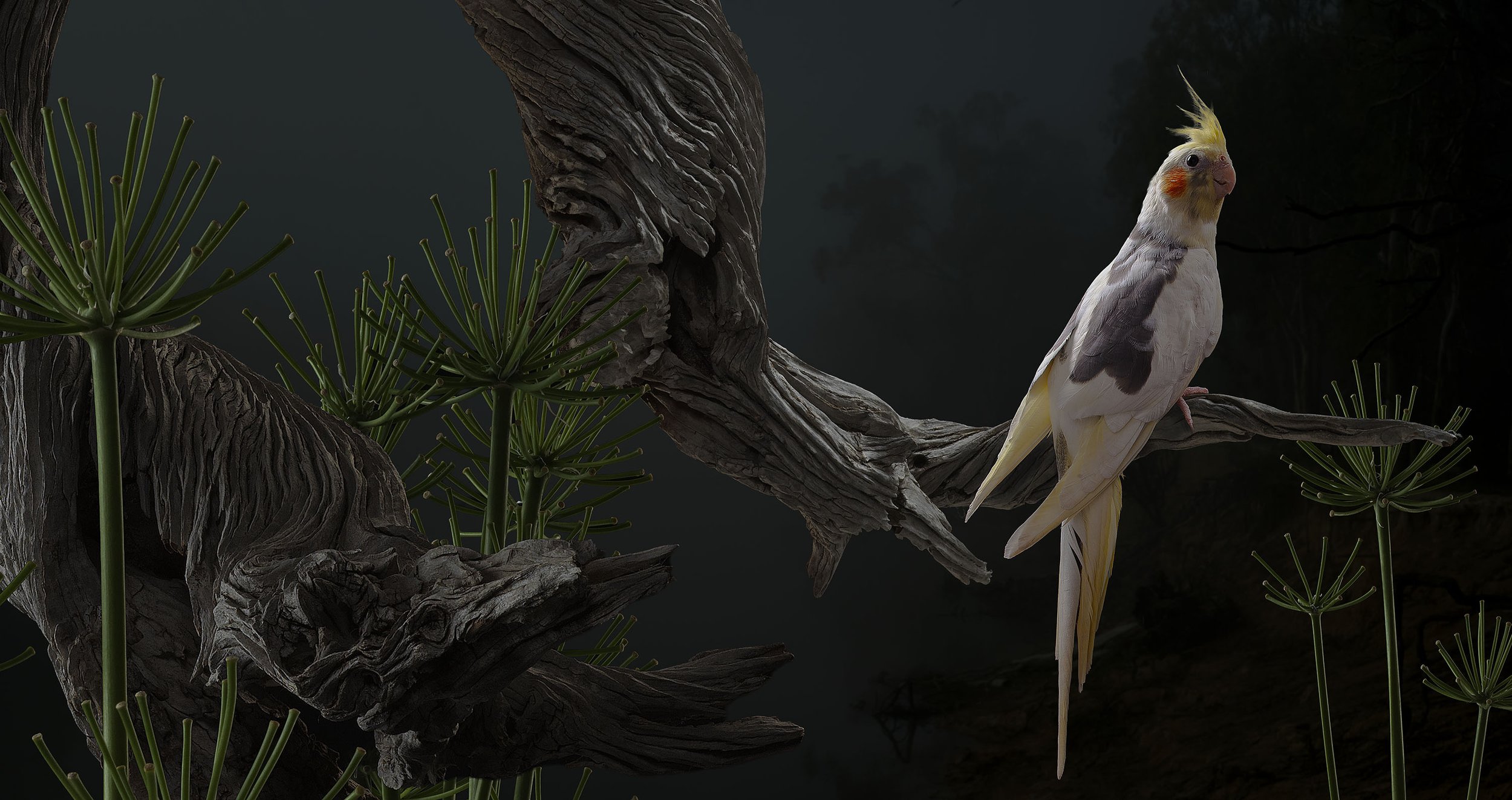 DomusMea et Cor Meum 3.3.jpg