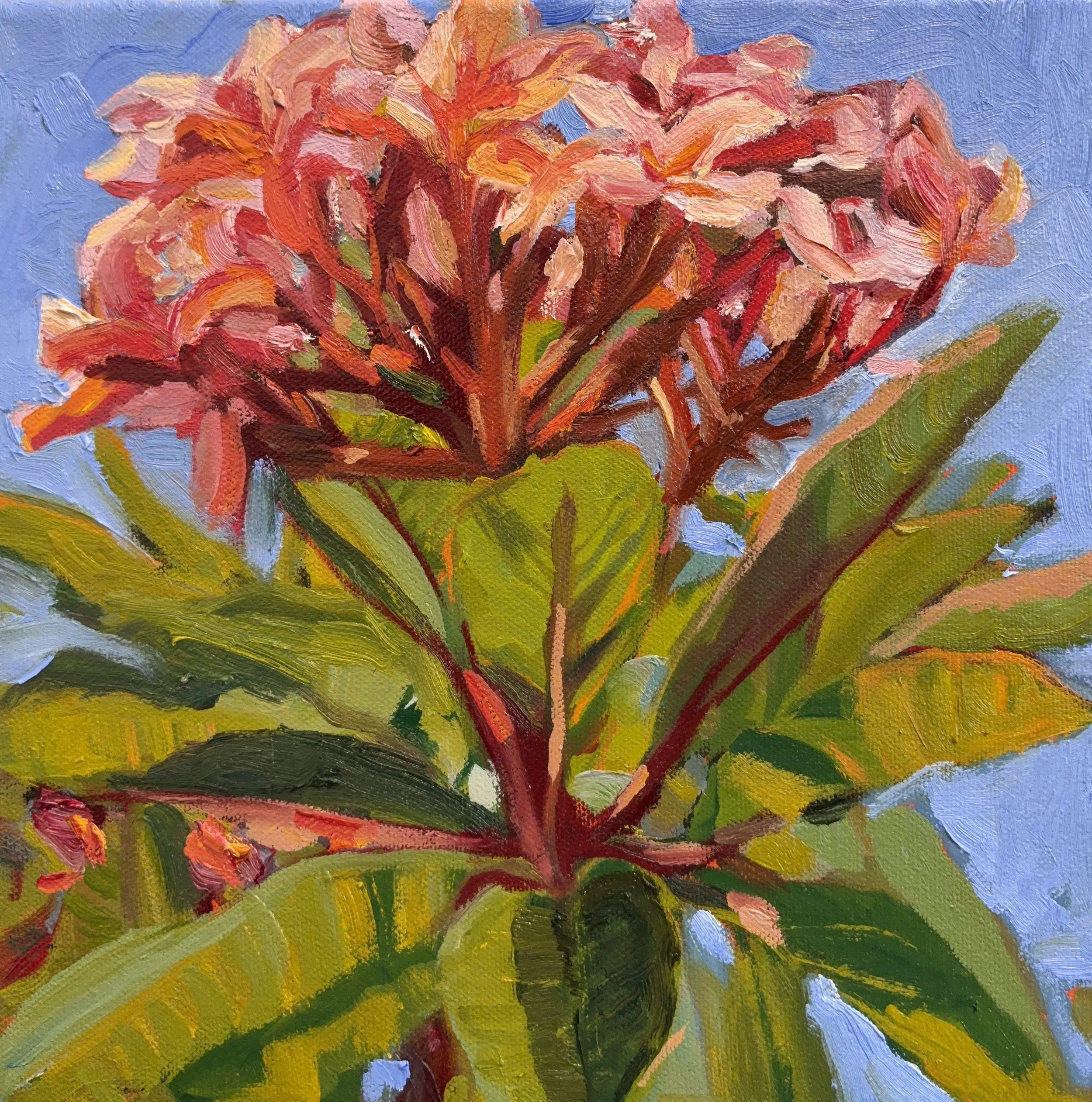 A Punch of Pink, Oil on Canvas, 25x25cm, 2026