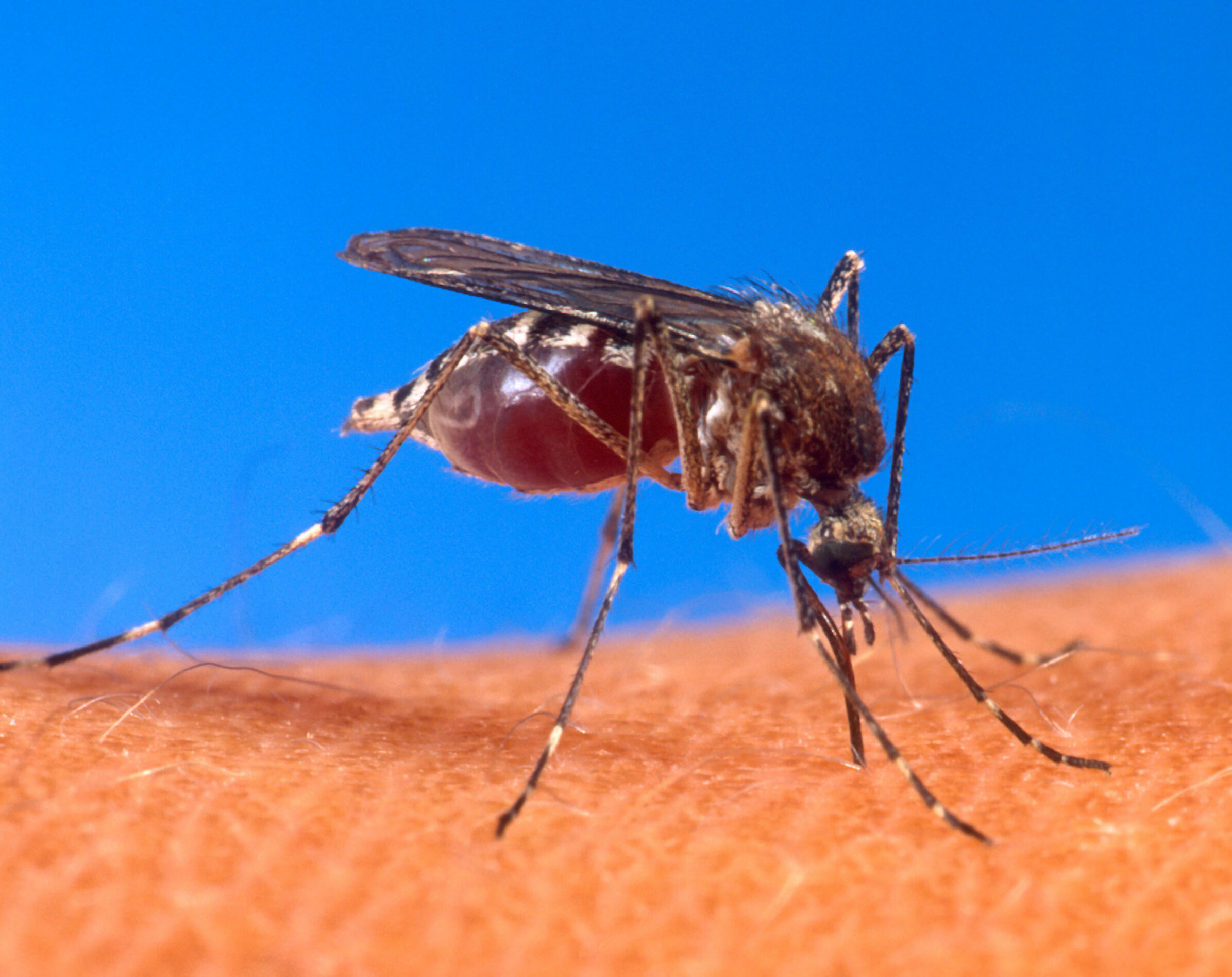 Aedes_aegypti_biting_human.jpg
