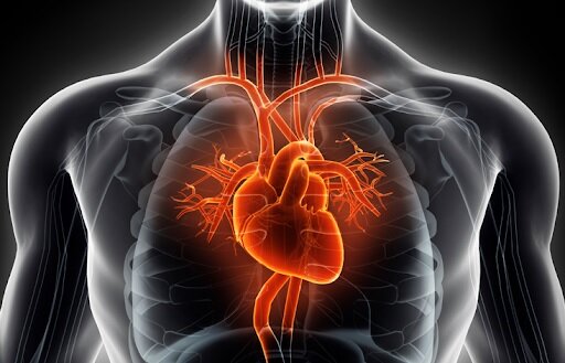 cardiovascular.jpg