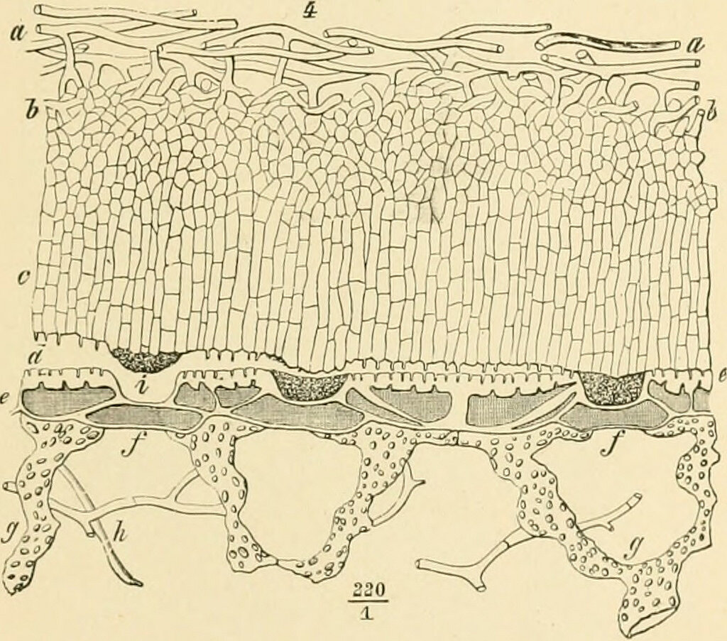 epidermal-suscept.jpg