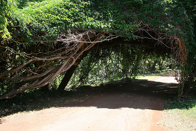 640px-Monkey_Ladder_Vine_canopy.jpg