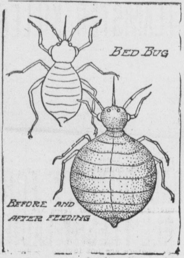 Bedbugs_1904_sketch.jpg