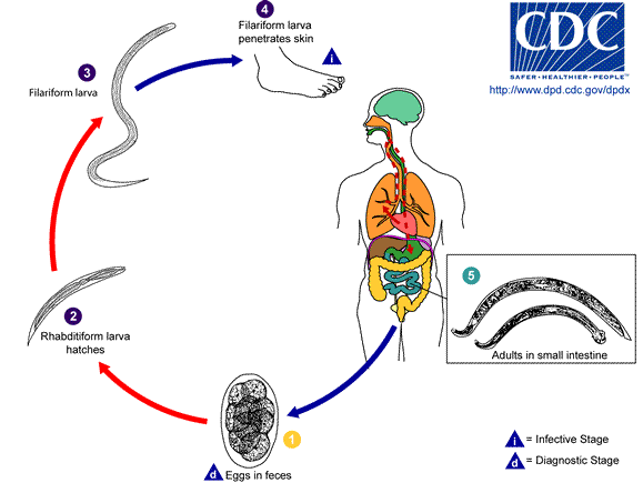 Hookworm_LifeCycle.gif