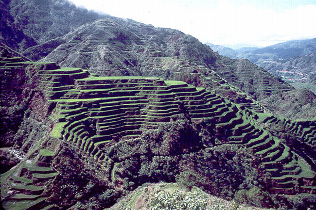 Rice_terraces.png