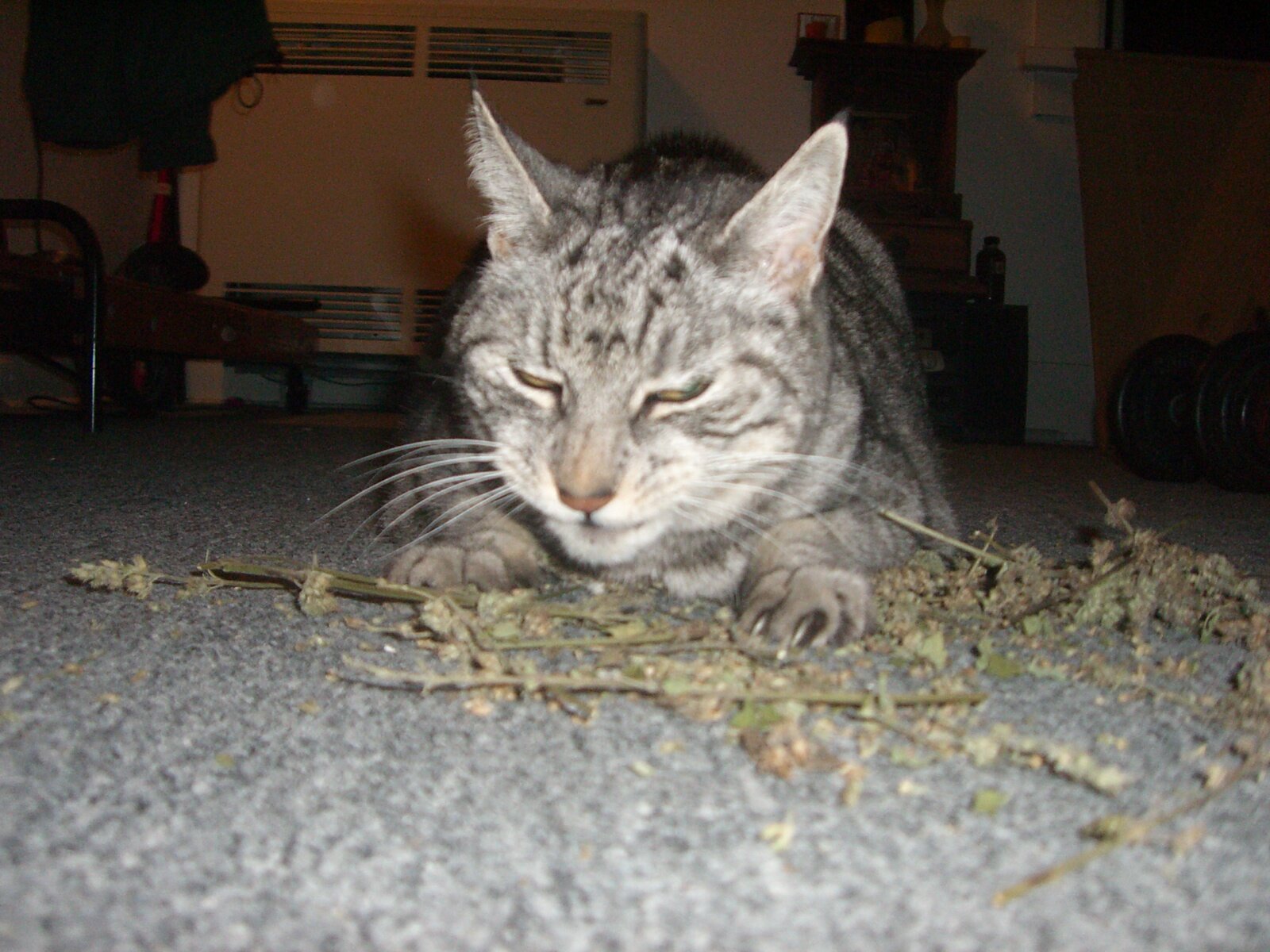 Shorty-on-catnip1.JPG