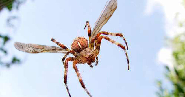 Flying-Spider.jpg