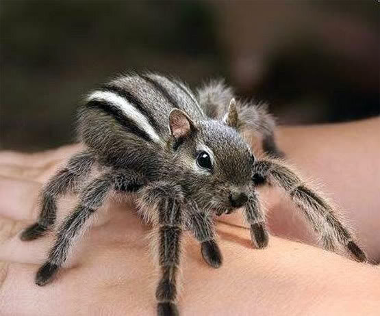 chipmunk-spider.jpg