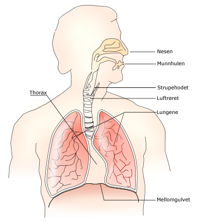 Respiratory_system_no.png