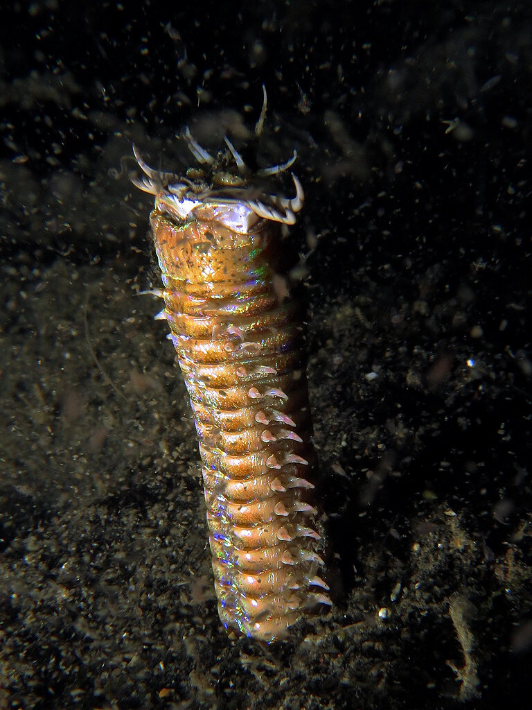 bobbit-worm.jpg