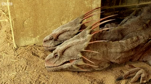 cerberus-lizard.png