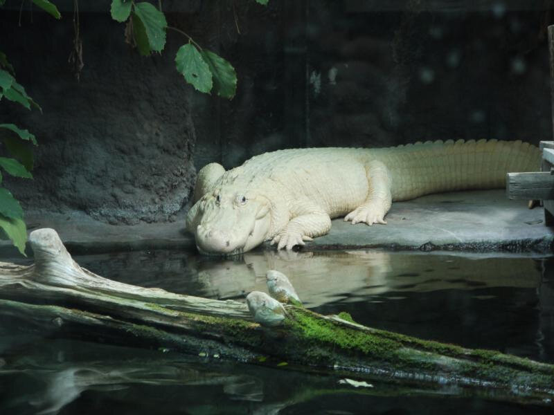 albino-gator.jpg