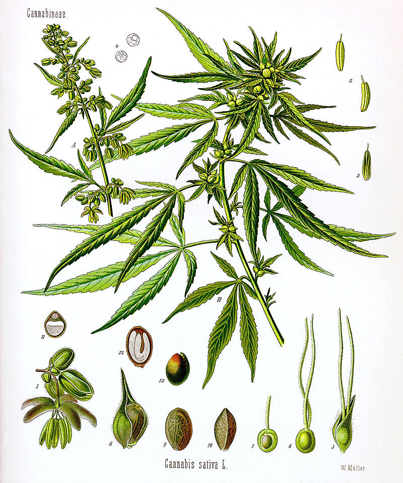 800px-Cannabis_sativa_Koehler_drawing.jpg