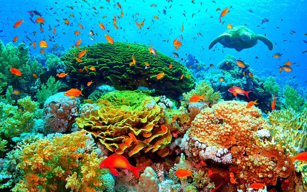 Coral-Reef.jpg