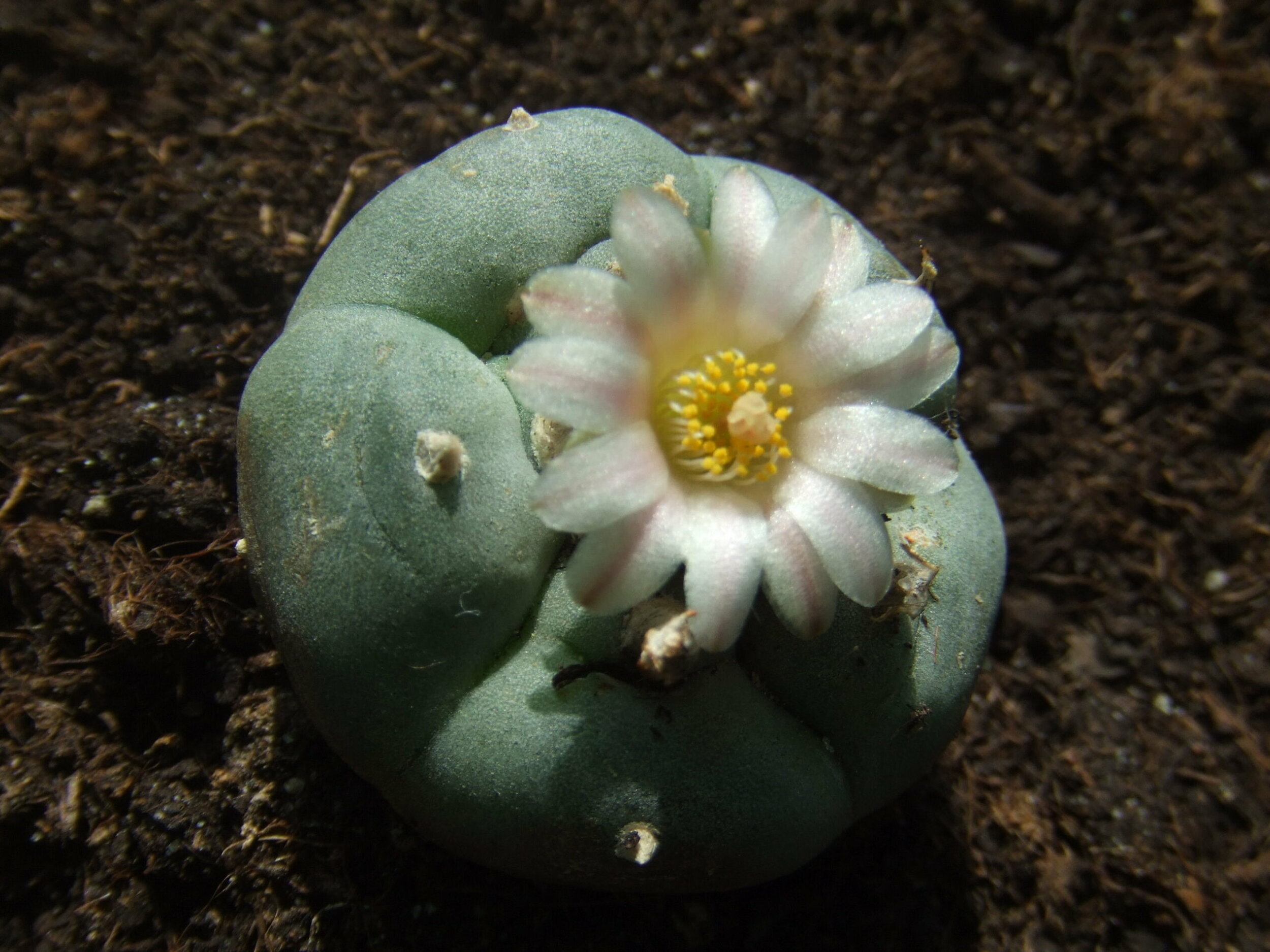 Lophophora_williamsii-scaled.jpg