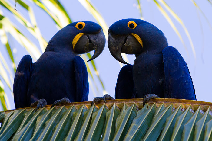 blue-macaw.jpg