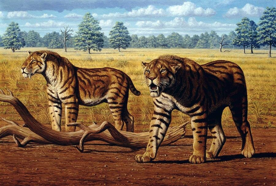 sabre-toothed-cats-artwork-mauricio-anton.jpg