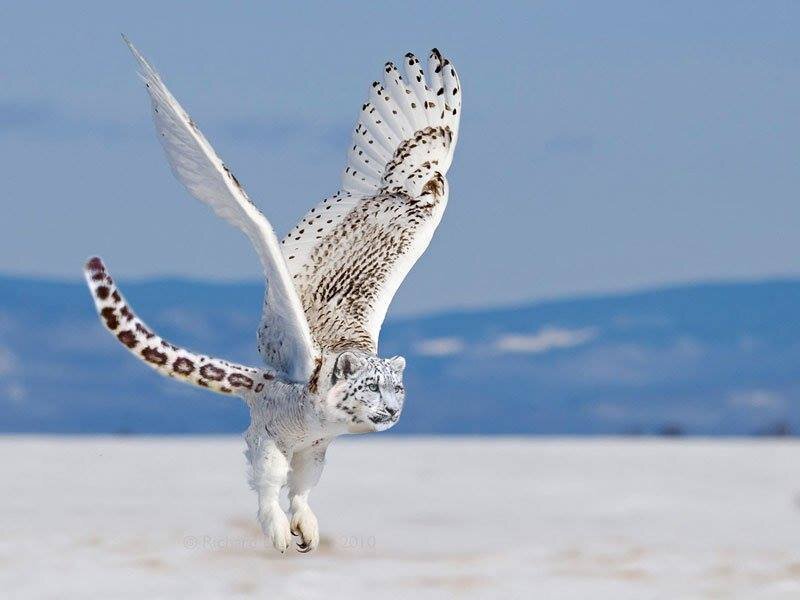 tara-owl.jpg