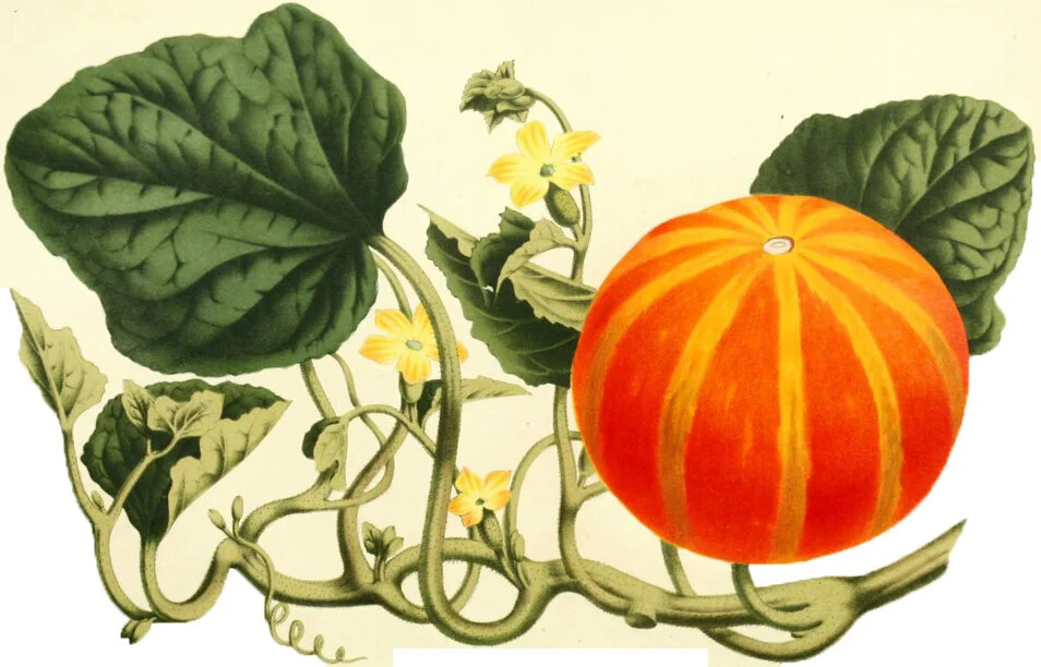 d-Infinity Plays "Turning Into a Pumpkin" (D&D 5E)