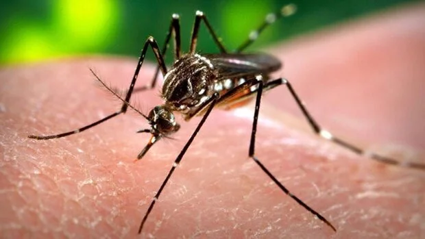 An Equally Obligatory Zika Write-Up