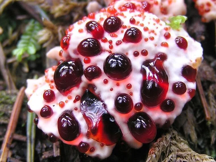 Starfinder: Bleeder Fungi