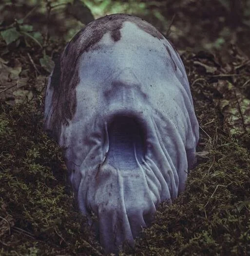 Starfinder: Screaming Fungus