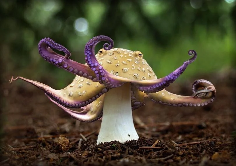 Starfinder: Squifungi