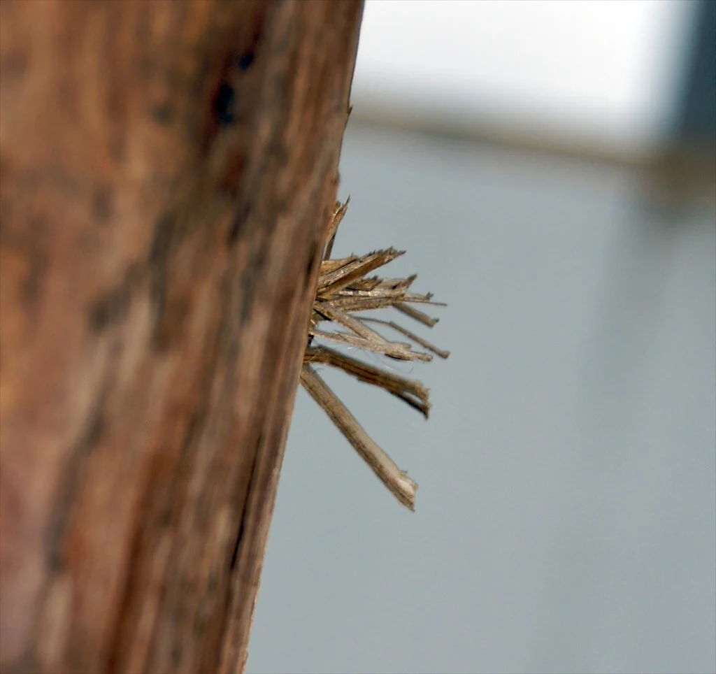 Plant Mutation Drawback: Splinter