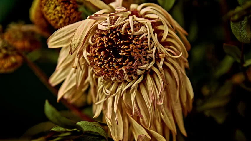 Plant Mutation Drawback: Thermal Sensitivity