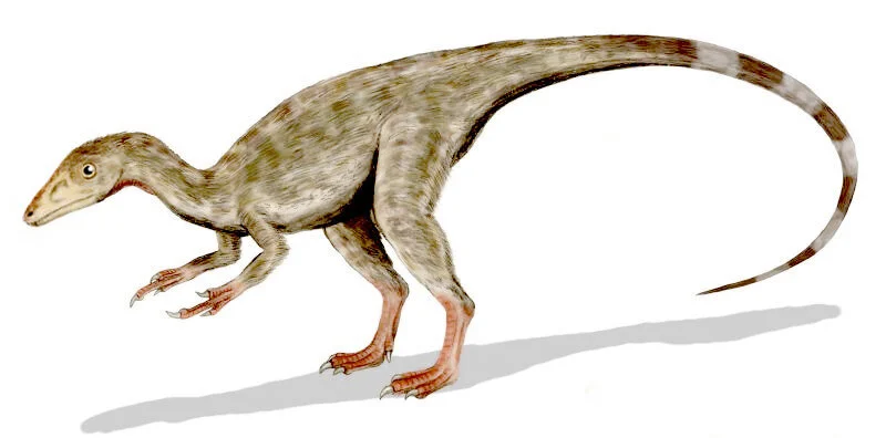 Starfinder: Compsognathus - Augmented