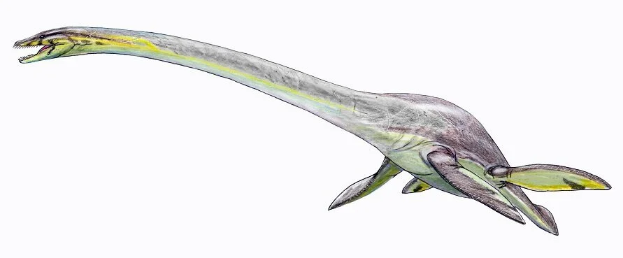 Starfinder: Elasmosaurus - augmented