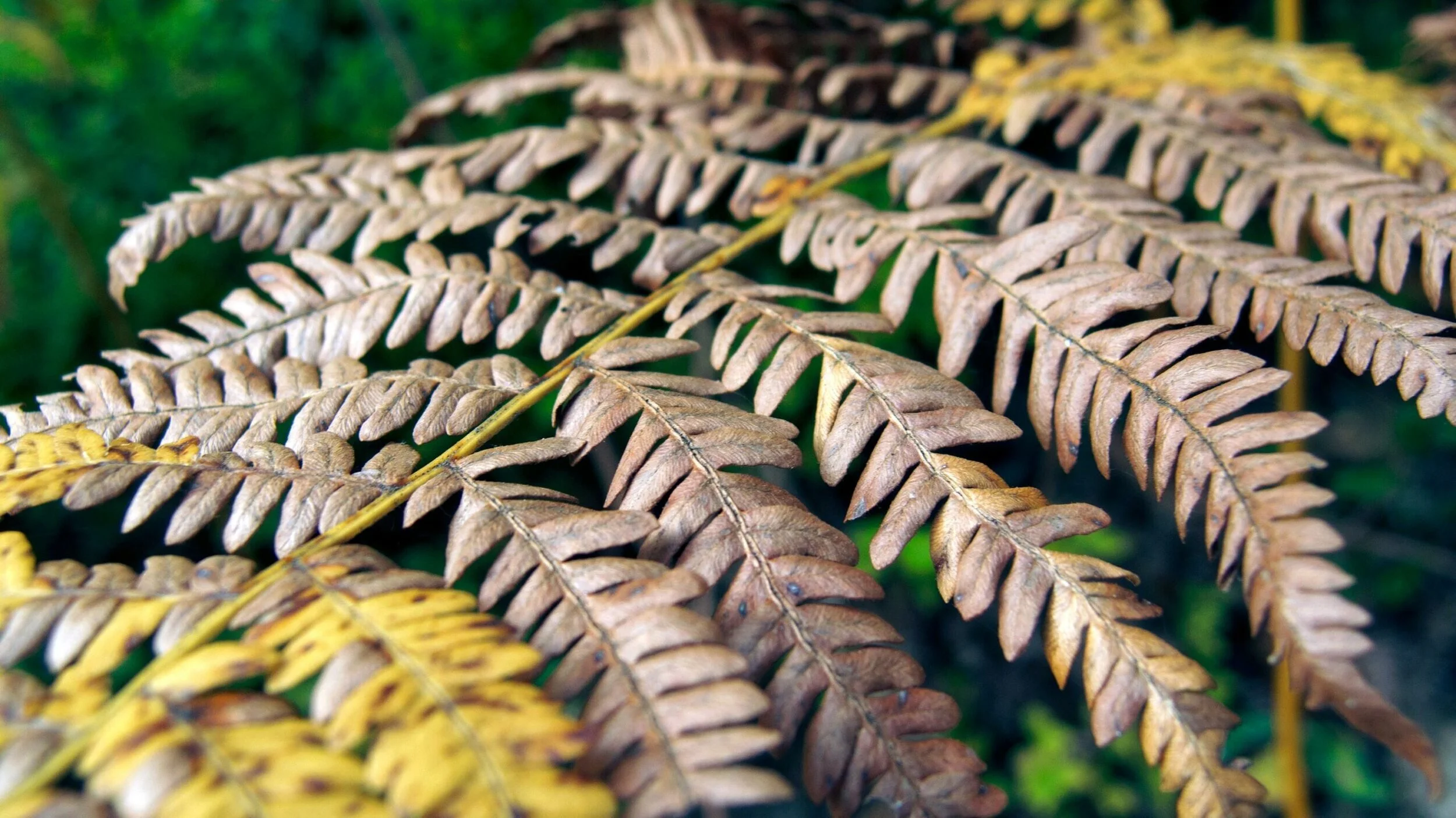 Plant Mutation: Death Hibernation