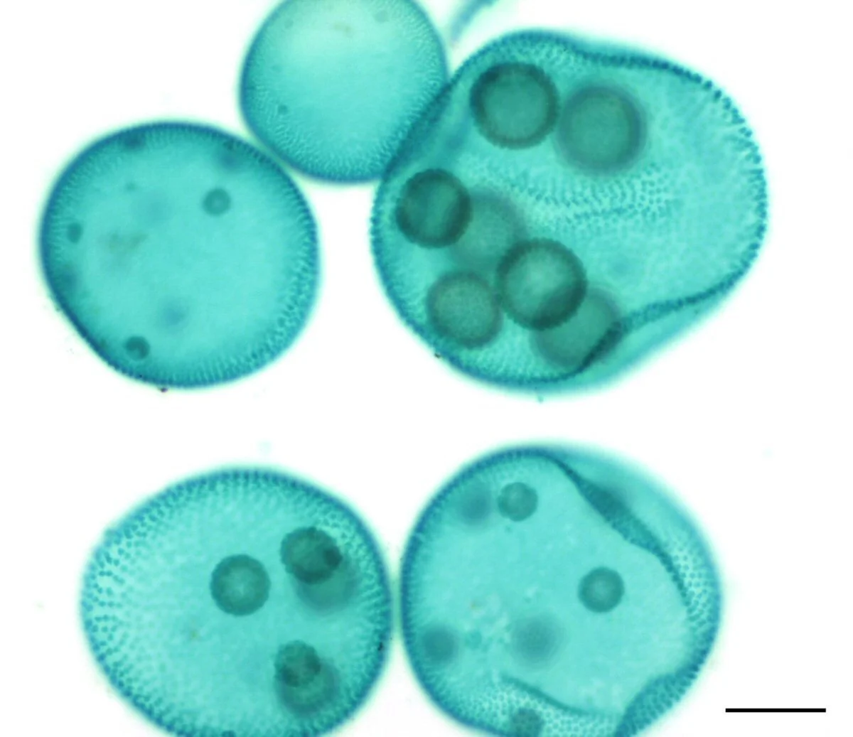 Physical Mutation: Asexual