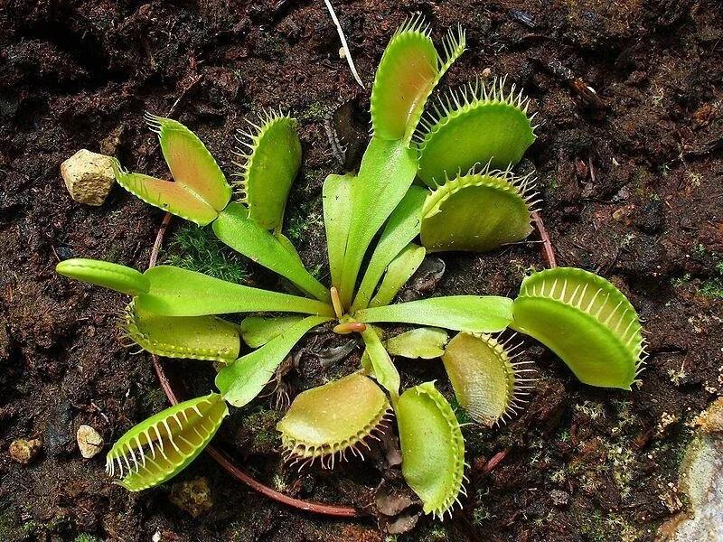 Plant Mutation: Carnivore